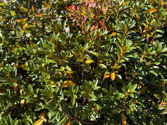 (c) FloraJenensis, some rights reserved (CC BY) Rhododendron ferrugineum, photograph (c) FloraJenensis, some rights reserved (CC BY)