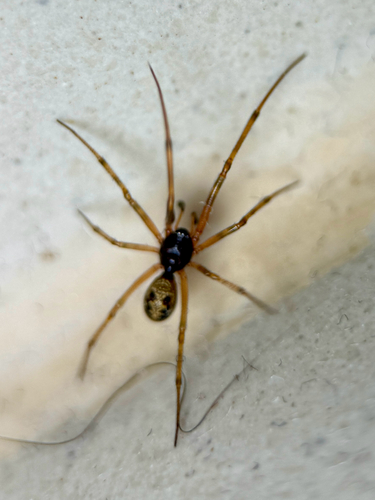 Triangulate Combfoot