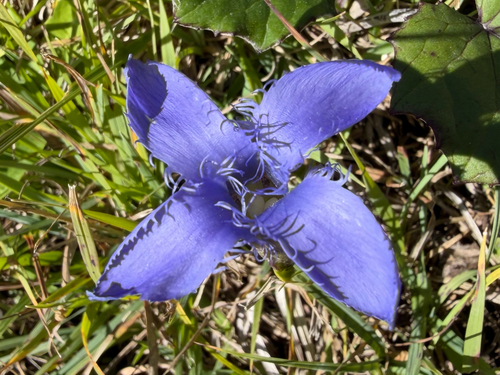 Fringe-flowered Gentian