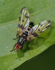 Otites porcus