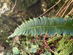 Polystichum lonchitis, photograph (c) FloraJenensis, some rights reserved (CC BY)