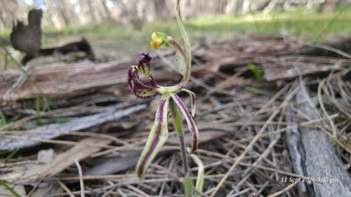 Dragon Orchid