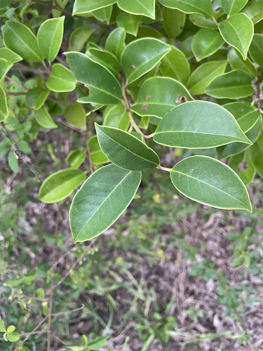 Ilex rotunda observed 2026-09-17