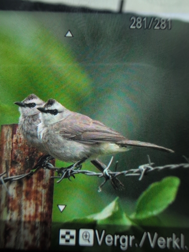 Yellow-vented Bulbul