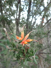 Lambertia inermis