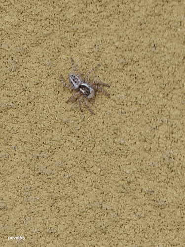 Half-edged Wall Jumping Spider