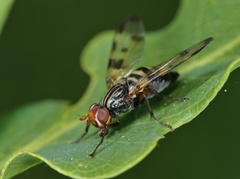 Otites porcus