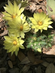 Mammillaria sphaerica