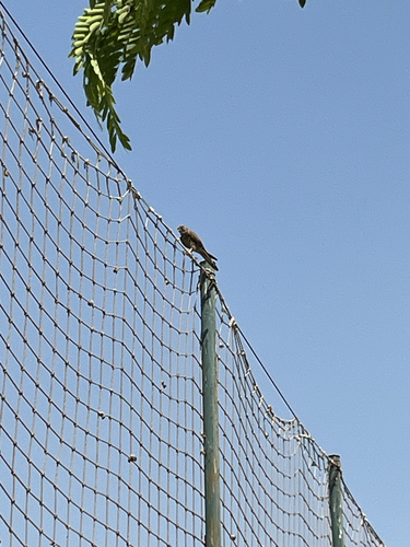 Eurasian Kestrel