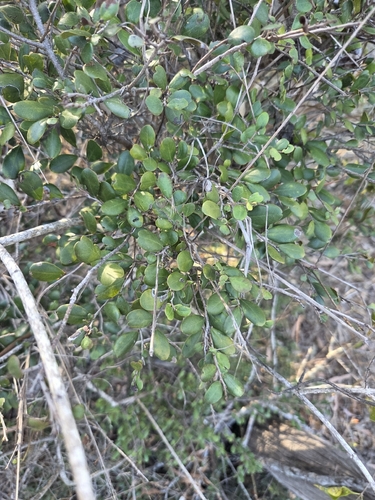 Diospyros humilis observed 2026-09-17
