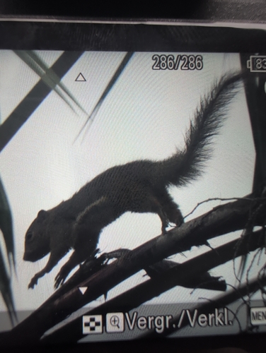 Plantain Squirrel