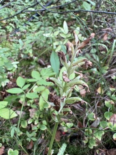 Dactylorhiza maculata observed 2026-09-17