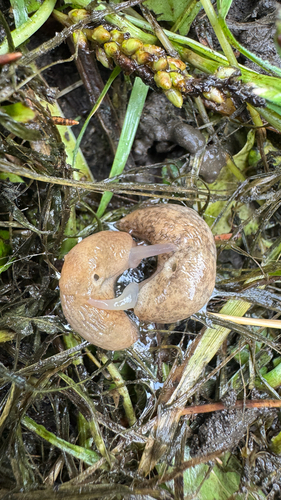 Milky Slug