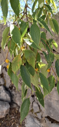 Nettle tree