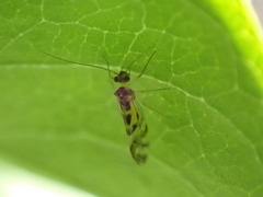 Graphopsocus cruciatus