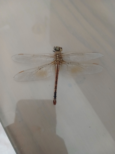 Vagrant Emperor