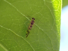 Graphopsocus cruciatus