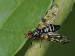 Otites porcus