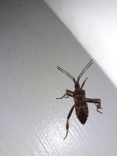 Western Conifer Seed Bug
