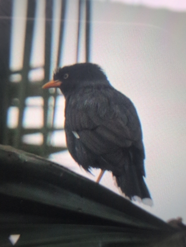 Javan Myna