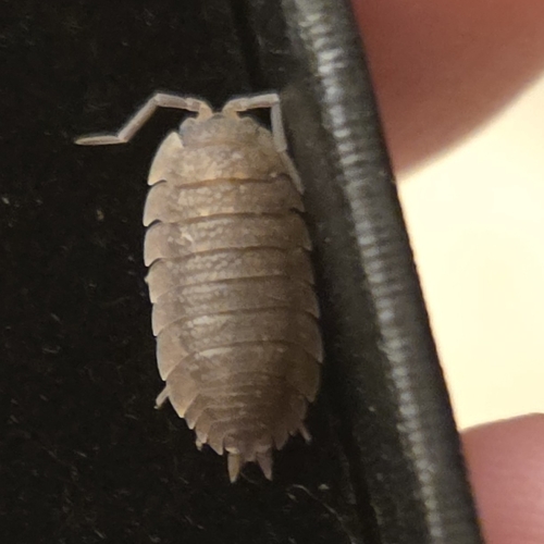 Common Rough Woodlouse