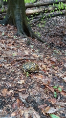 Terrapene carolina