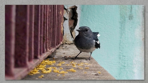Oriental Magpie-Robin