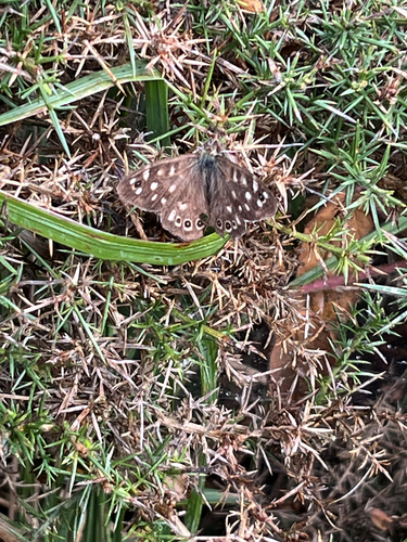 Speckled Wood