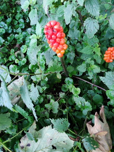 Cuckoo-pint