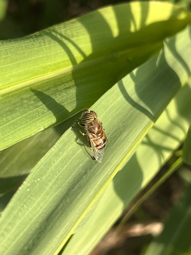 Stripe-eyed Lagoon Fly