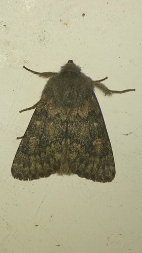 Brindled Ochre