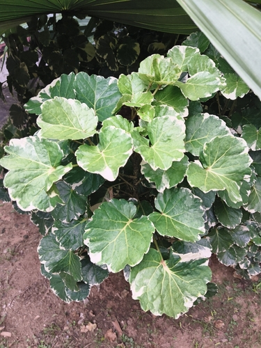 Polyscias scutellaria observed 2026-09-16