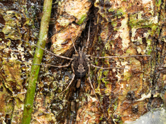 Himalphalangium spinulatum