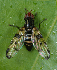 Otites porcus