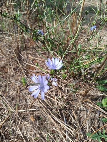 chicory