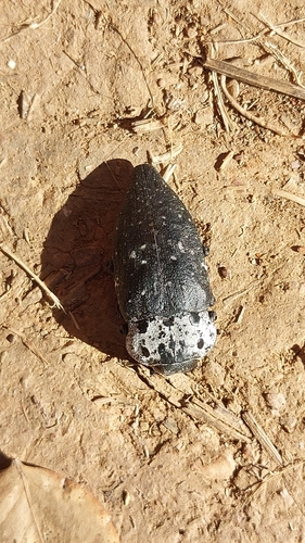 Flat-headed Root-borer