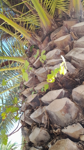 common fig
