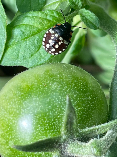Southern Green Stink Bug
