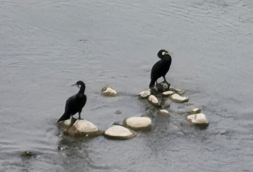 Great Cormorant