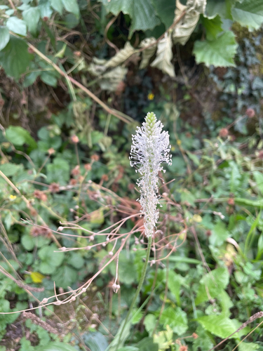 Hoary Plantain
