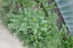 Sisymbrium loeselii