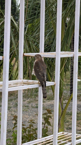 Indian shikra