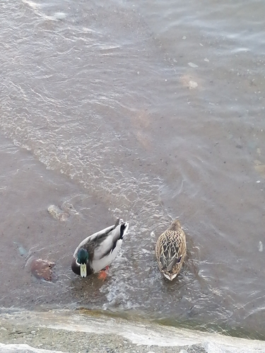 Mallard