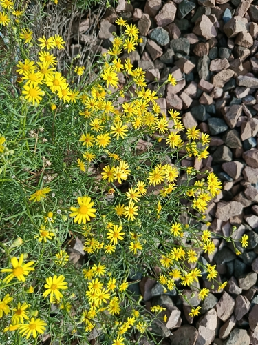 Narrow-leaved Ragwort