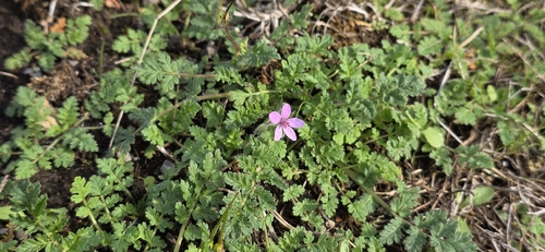 Redstem Stork's-bill