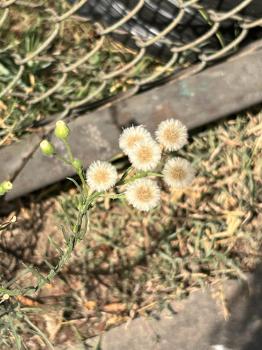 Flax-leaved Horseweed
