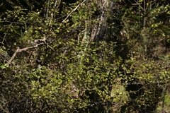 Nothofagus truncata
