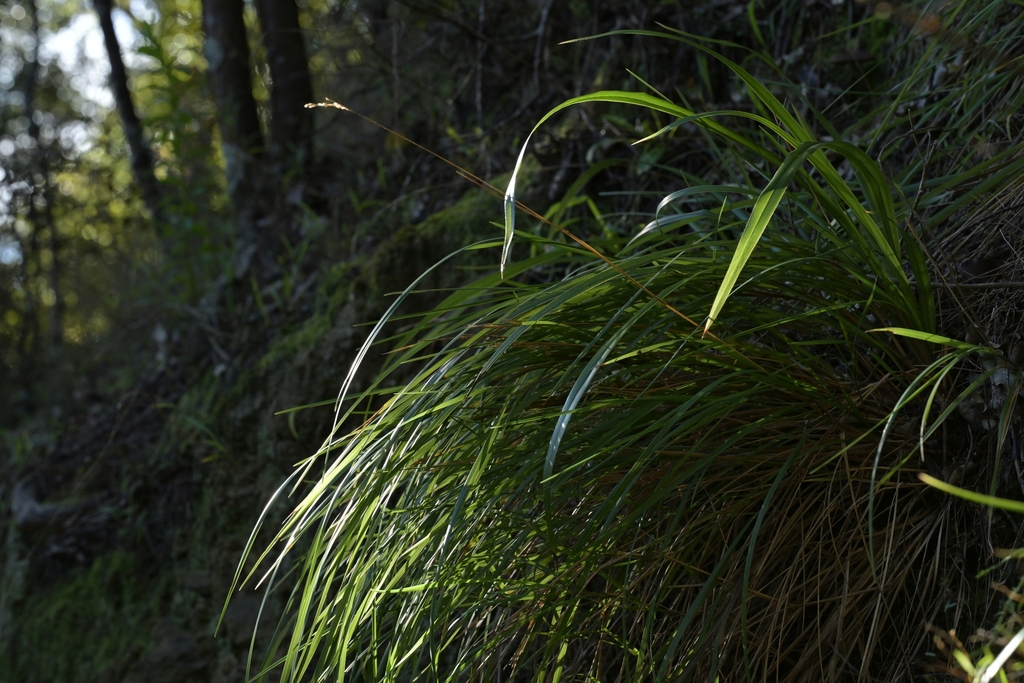 Poa anceps; photograph (c) Christopher Stephens, some rights reserved (CC BY-SA)