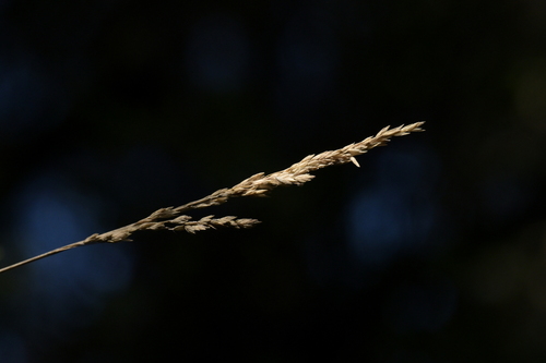 Poa anceps, photograph 2
