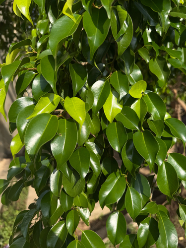 Weeping fig